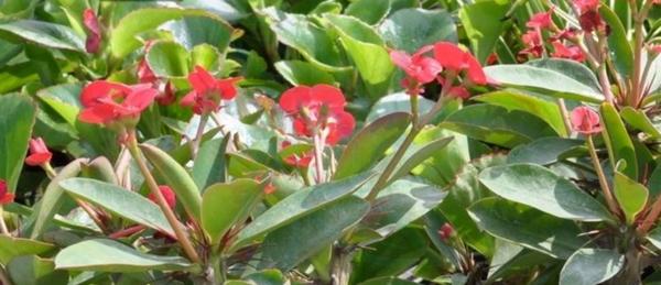 刺梅花有毒吗？能在家里安全养殖吗？