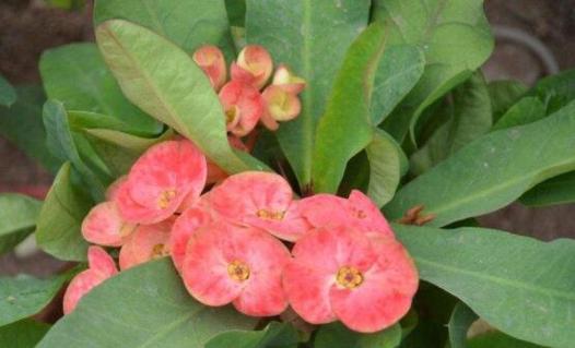 刺梅花养殖方法有哪些？如何正确进行刺梅花的养护？