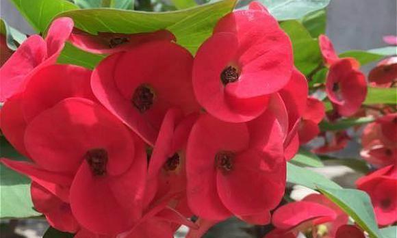 刺梅花养殖方法有哪些？如何正确进行刺梅花的养护？