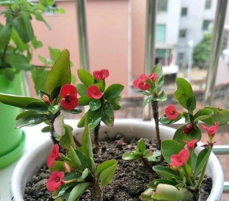 刺梅浇水频率如何根据季节调整？春夏秋冬浇水有何不同？