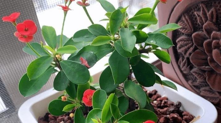 刺梅浇水频率如何根据季节调整？春夏秋冬浇水有何不同？
