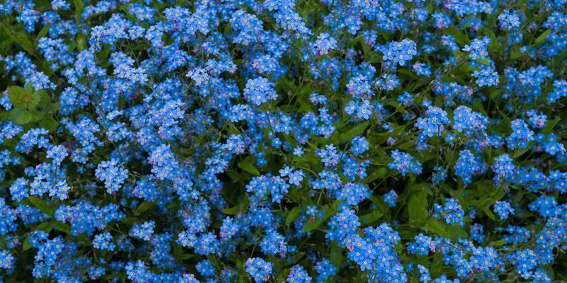蓝色彼岸花代表什么？花语含义有哪些疑问？