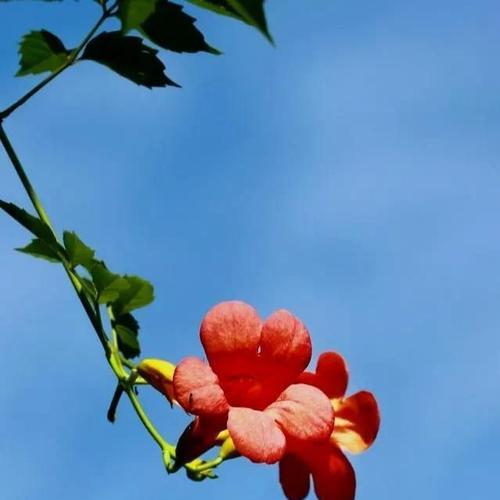 蓝色彼岸花代表什么？花语含义有哪些疑问？
