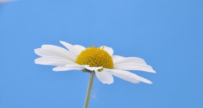 蓝色雏菊代表什么？花语和寓意有哪些？