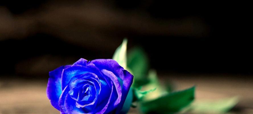 蓝色的玫瑰花代表着什么意思？花语解读与购买指南？