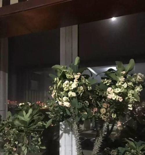 刺梅在冬天怕冷吗？耐寒温度是多少度？