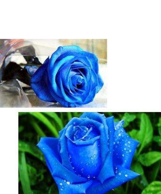蓝色的玫瑰花代表着什么意思？花语解读与购买指南？
