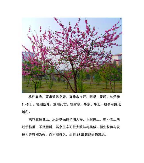 刺梅扦插繁殖方法是什么？最佳扦插时间是什么时候？