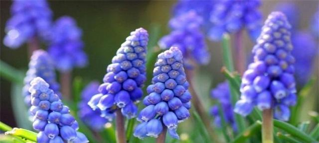 蓝色风信子花语是什么？如何正确解读其含义？