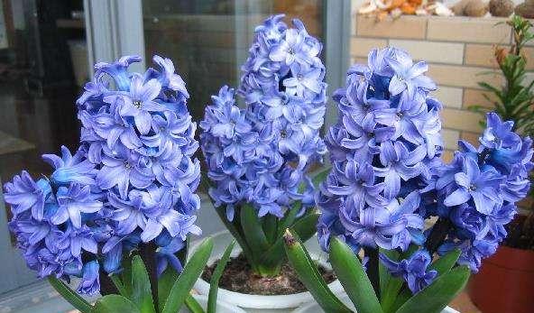 蓝色风信子花语是什么？如何正确解读其含义？
