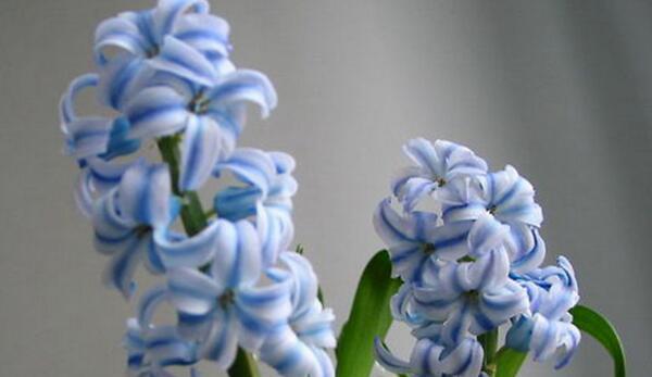 蓝色风信子花语是什么？如何正确解读其含义？