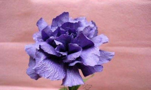 蓝色康乃馨代表什么含义？花语有哪些特别之处？