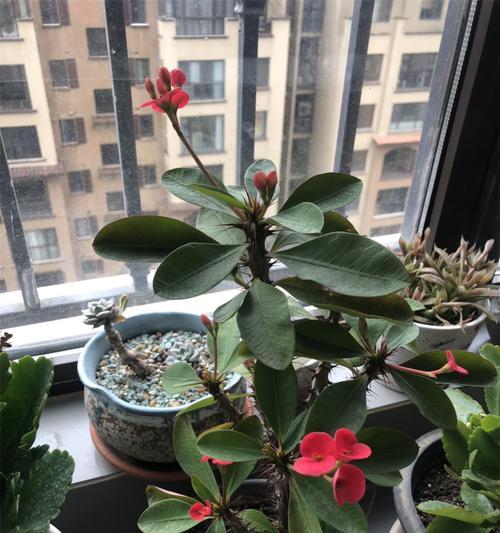 刺梅喜阴还是喜阳光？如何正确养护刺梅？