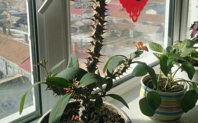 刺梅叶子发黄怎么办？如何有效解决植物黄叶问题？