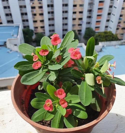 刺梅叶子发黄怎么办？如何有效解决植物黄叶问题？