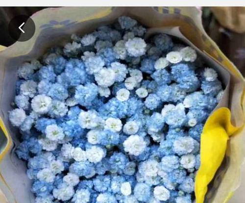 蓝色满天星代表什么？它的花语和寓意有哪些？