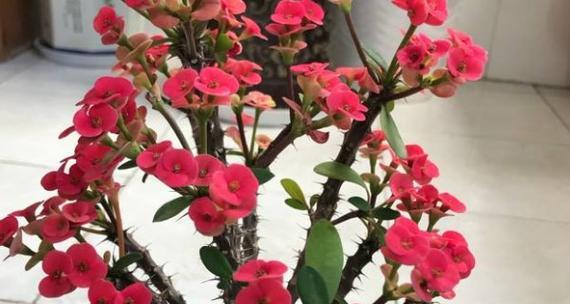 刺梅一年开几次花？如何确保刺梅多季节开花？