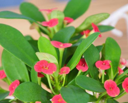刺梅一年开几次花？如何确保刺梅多季节开花？