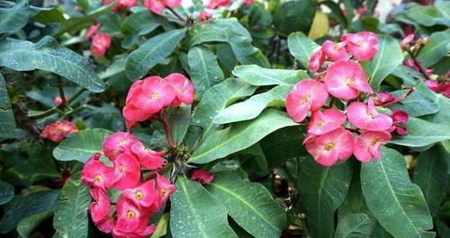 刺梅一年开几次花？如何确保刺梅多季节开花？