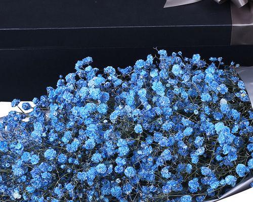 蓝色满天星代表什么含义？花语有哪些？