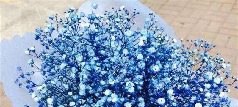 蓝色满天星代表什么含义？花语有哪些？