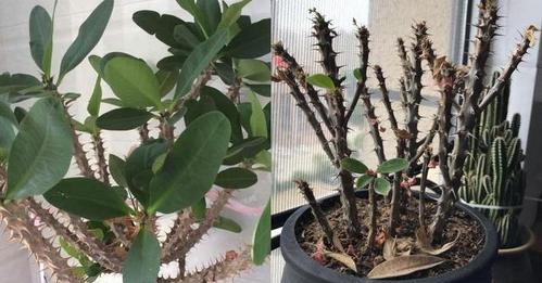 刺梅修剪方法有哪些？如何正确修剪刺梅？