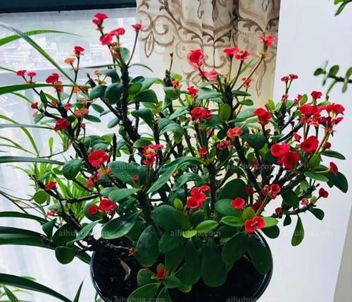 刺梅怎么养才能更旺盛？掌握这些技巧让你的刺梅茁壮成长！