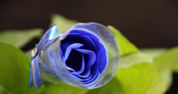 蓝色玫瑰的花代表什么意思？如何挑选和养护蓝色玫瑰？
