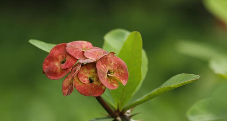刺球开花寓意着什么？刺球开花的兆头有哪些？
