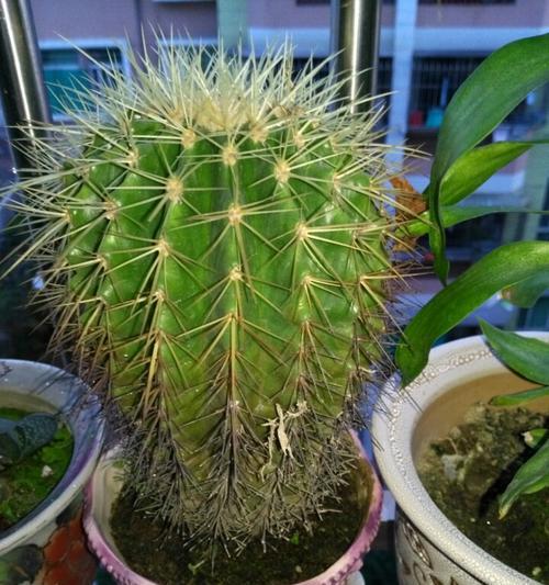 刺球开花寓意着什么？刺球开花的兆头有哪些？