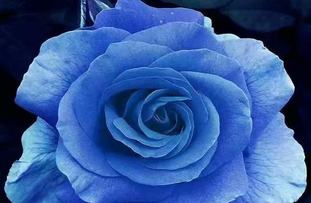 蓝色玫瑰代表什么？花语含义有哪些疑问？