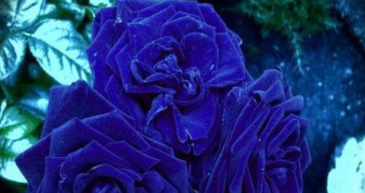 蓝色玫瑰花的花语是什么？购买时需要注意什么？