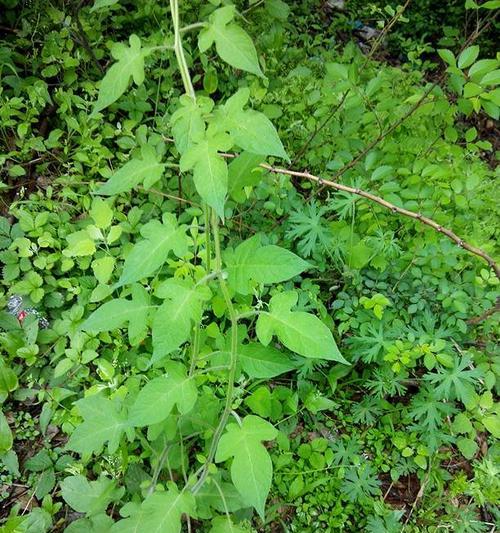 刺苔是什么植物？它的生长环境和用途有哪些？