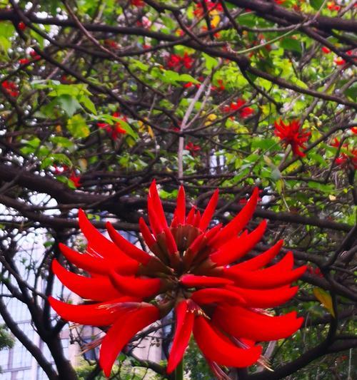 刺桐花几月份开花？如何判断刺桐花的开花时间？