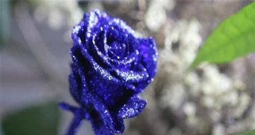 蓝色玫瑰花代表什么意思？蓝色玫瑰花的花语有哪些含义？
