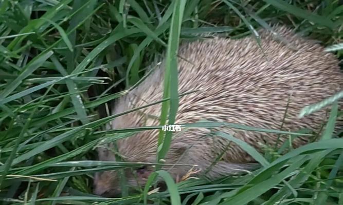 刺猬草通常生长在哪里？如何识别其生长环境？