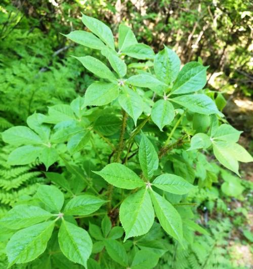 刺五加属于保护植物吗？它的保护级别是什么？
