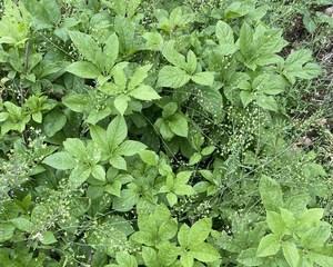 刺五加属于保护植物吗？它的保护级别是什么？