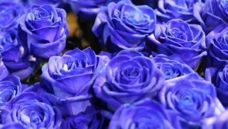 蓝色玫瑰花的花语是什么意思？购买时需要注意哪些事项？