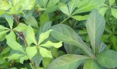 刺五加种植条件是什么？哪些地方最适合种植刺五加？