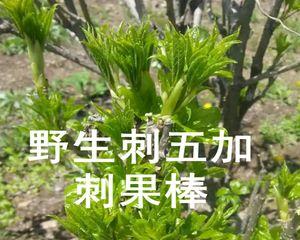 刺五加种植条件是什么？哪些地方最适合种植刺五加？