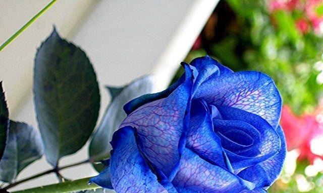 蓝色玫瑰花语代表什么意思？如何正确解读蓝色玫瑰的含义？