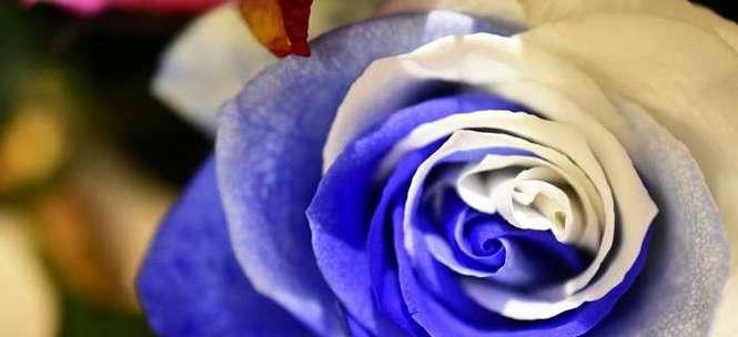 蓝色玫瑰花语代表什么意思？如何正确解读蓝色玫瑰的含义？