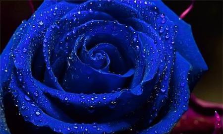 蓝色玫瑰花语代表什么含义？为什么被称为神秘之花？