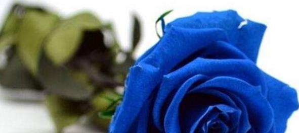 蓝色玫瑰花语代表什么含义？为什么被称为神秘之花？