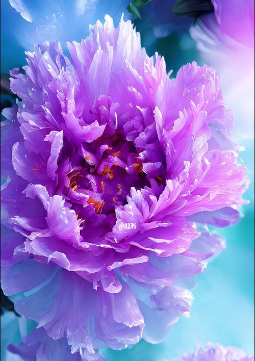 蓝色牡丹花象征着什么？蓝色牡丹花的含义是什么？