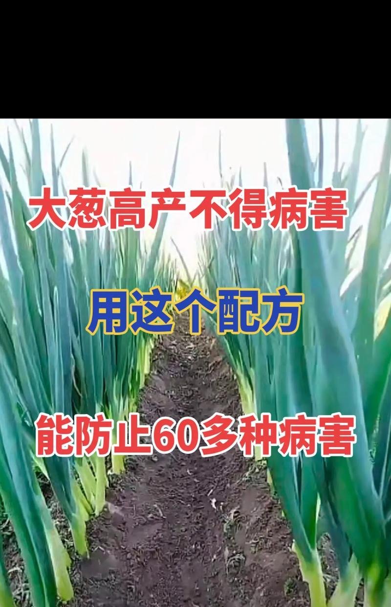 葱病虫害如何防治？有效技术措施有哪些？