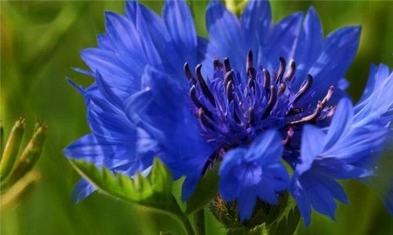蓝色矢车菊代表什么？花语和寓意有哪些？