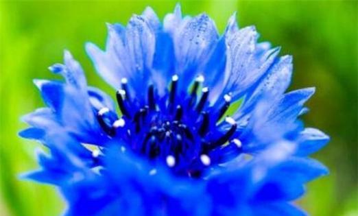 蓝色矢车菊代表什么？花语和寓意有哪些？