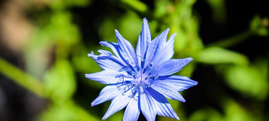蓝色矢车菊的花语是什么？如何用它表达情感？